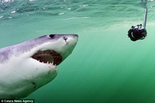 Qua camera cho thấy con cá mập tấn công từ phía dưới lên với tốc độ phi thường với ý định ngậm chặt con mồi và kéo xuống nước thưởng thức bữa ăn. Không may con hải cẩu đã thoát được.